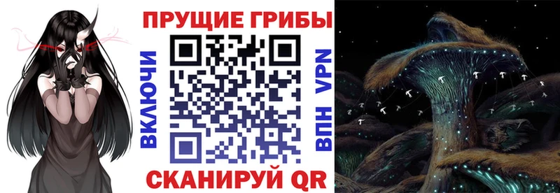 Купить где  Курганинск  Псилоцибиновые грибы Psilocybe 